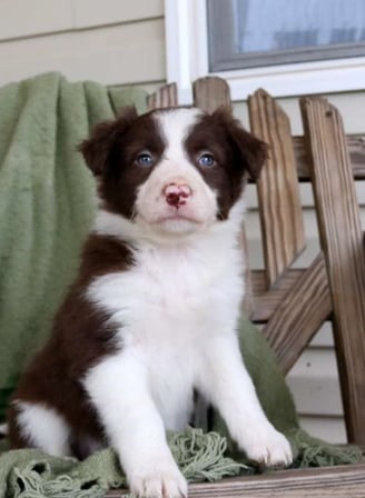 Dogs & Puppies for sale SA - South Africa