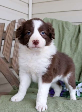 Puppies for Sale