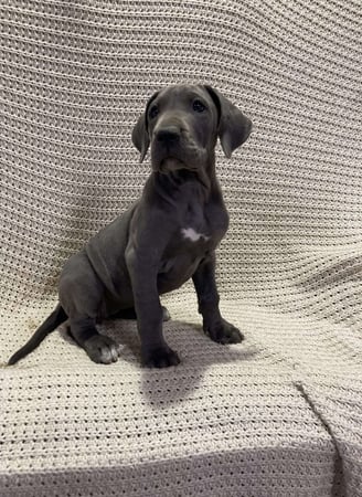 Puppies for Sale 