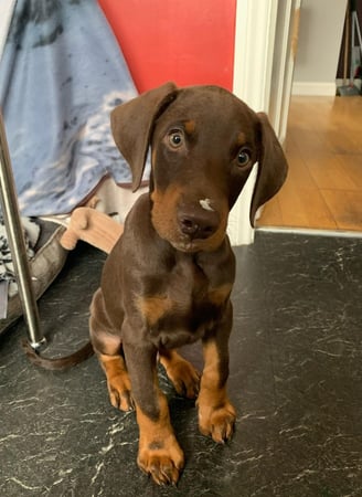 Doberman Puppies for Sale