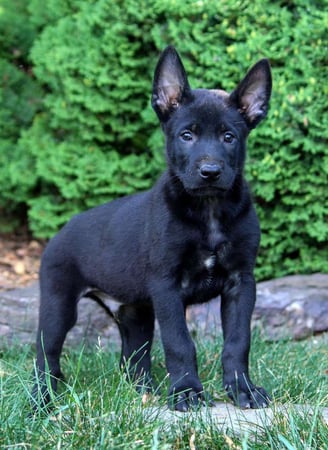 Dogs & Puppies for sale SA - South Africa