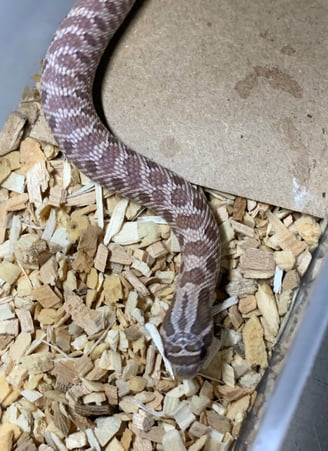 Lovely Lavender male hognose