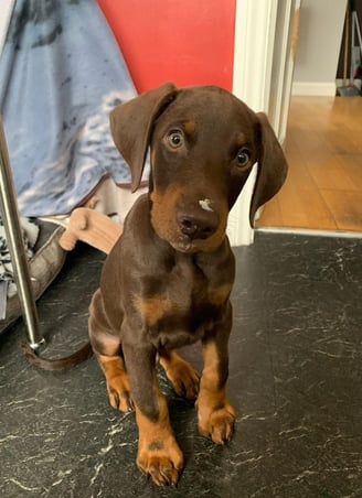 Doberman Puppies for Sale