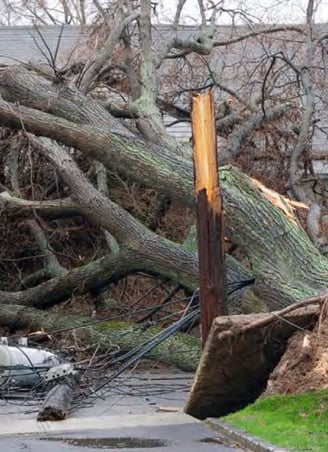 Large number of trees snapped after Hurricane Michael (2018) (Image source: Florida Forest Service)
