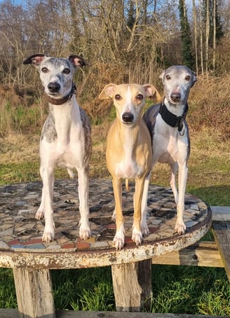 trois lévriers whippet sur une table