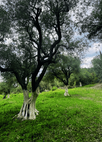Livada de măslini Oloi, moștenire de familie