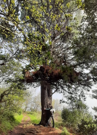 Anne-Sophie Jacqmin puisant l'énergie de l'arbre