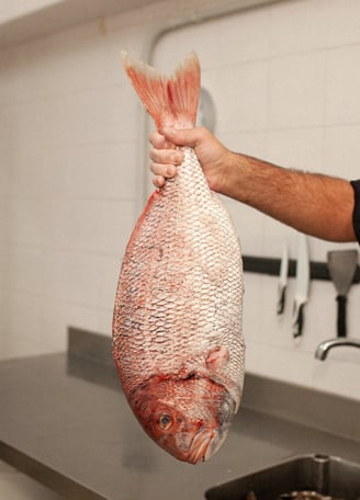 Pescado fresco para disfrutar entre amigos de un suculento plato de gastronomía de primer nivel    