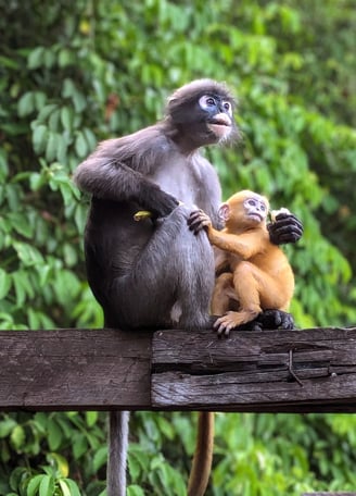 Les Langurs, singes à lunettes, Chumphon