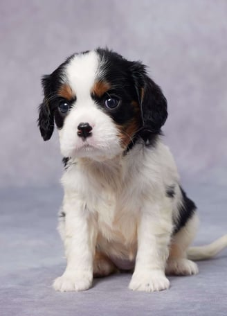 Dogs & Puppies for sale SA - South Africa
