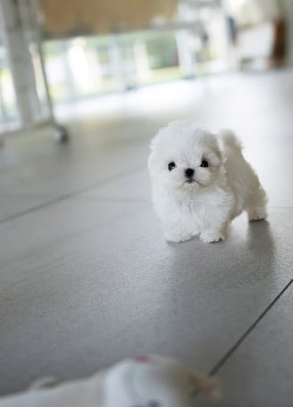 Dogs & Puppies for sale SA - South Africa