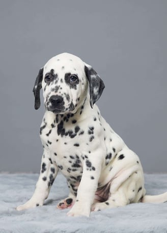 Dogs & Puppies for sale SA - South Africa
