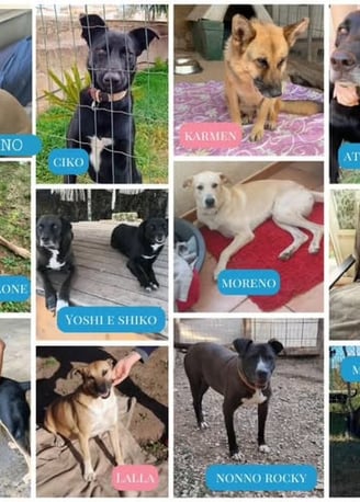 a collage of dogs and cats in a collage of dogs