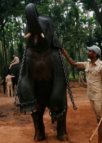 Appu an elephant named after Actor Puneeth Rajkumar in Sakrebyle Eleph