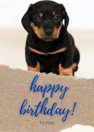 a puppy with a happy birthday message