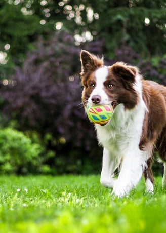 Dog playing fetch in the park