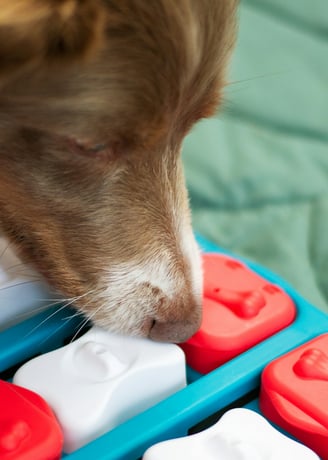 dog playing with puzzle toy