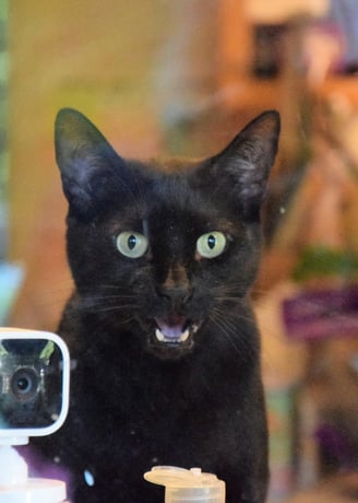 cat being monitored by cctv