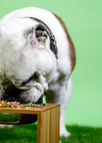 dog is eating healthy food