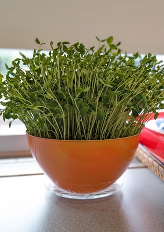 a potted plant in a bowl on a counter