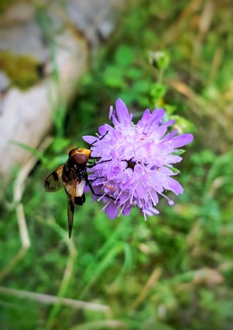 Biene auf Blüte