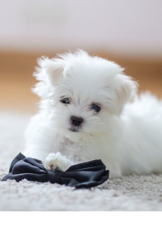 maltese puppies for sale near me