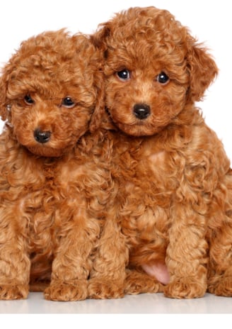 poodle puppies for sale