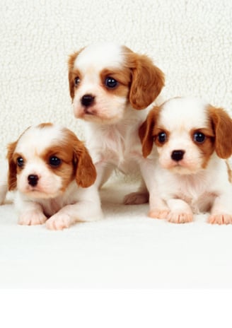 cavapoo puppies for sale near me