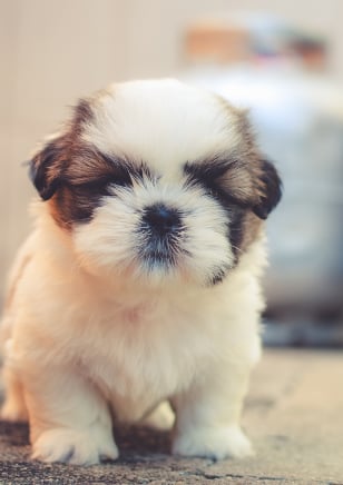 shih tzu puppies for sale in Chicago illinois