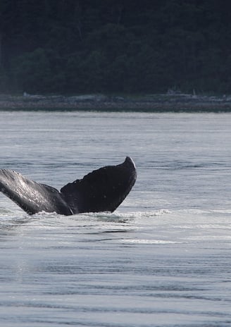 whale breaching water with small sightseeing ship