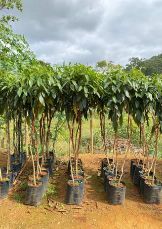 mudas da mata atlantica é na são paulo plantas