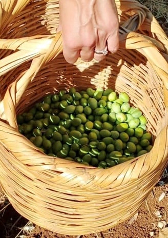 Récolte des olives