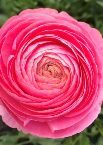 Ranunculus Flower