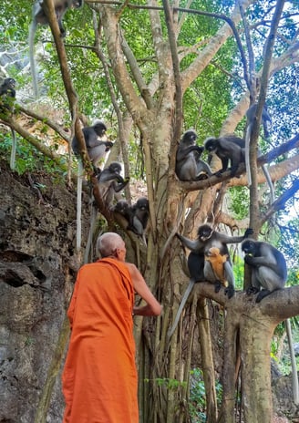 Les Langurs, singes à lunettes, Chumphon