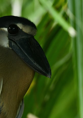 Boat billed Hern in Costa Rica