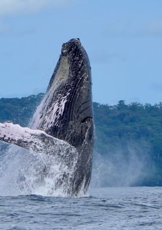 Humpback Whale ,Costa Rica