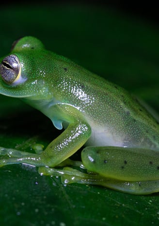 Frog in Costa Rica 