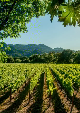 a vineyard in the hills of the nap valley shocasing the dale valley vineyard in stellenbosch