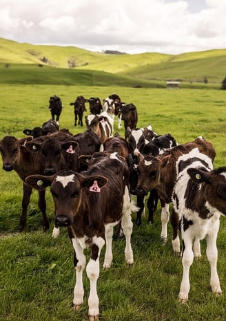 allevamenti e impatto ambientale veganoo