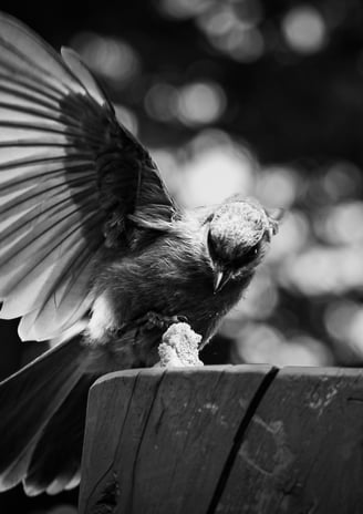 A swift catch in black and white as a bird swoops in for a snack