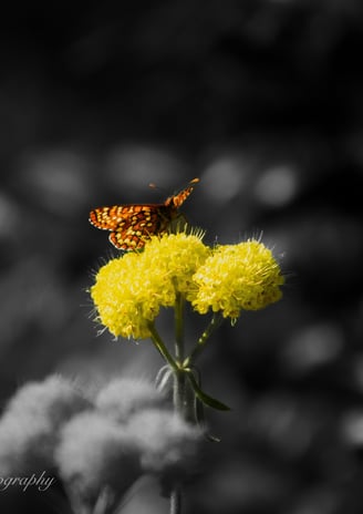 A striking image of a butterfly in color on a bright flower with a black and white background