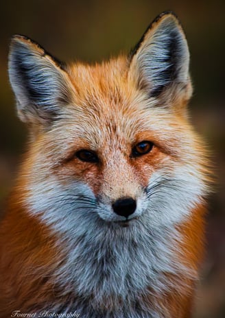 A stunning red fox staring down the camera