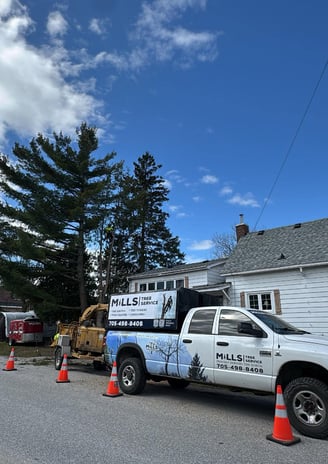 mills tree service doing a tree removal