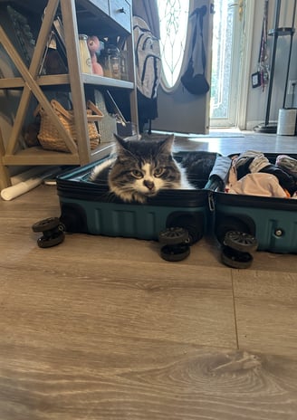 cat ready for a trip in suitcase