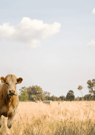 Cow in a pasture, featured on the labels of Weihs Livestock products