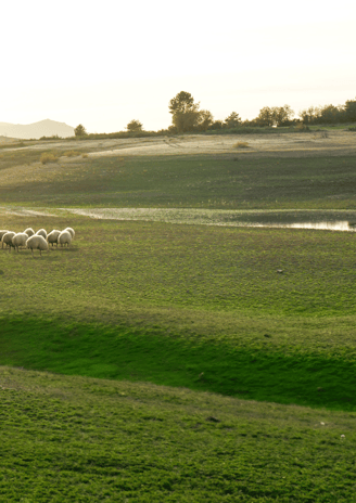 Animals in a pasture, used in the branding of Weihs Animals products.