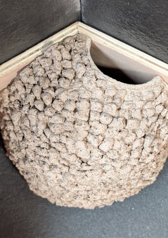 Single apex nest cup made to measure by Nest Cup Box