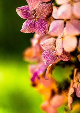 a bunch of flowers that are on a tree