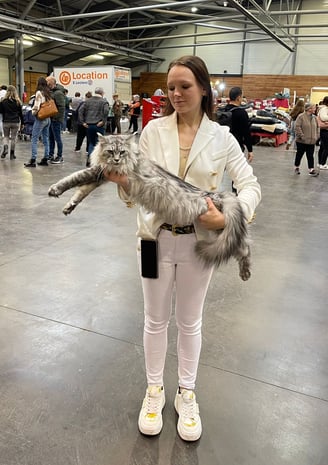 exposition féline avec ma maine coon