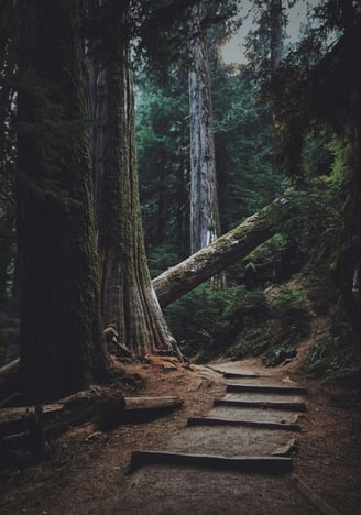 a path way with steps leading up to a cedar tree